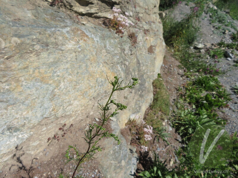 Gewöhnlicher Feld-Beifuss: Übersicht